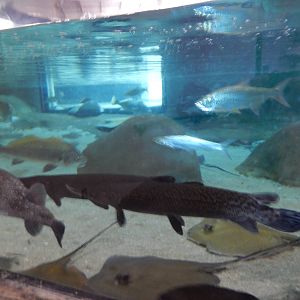 8/6/2015 - Shallows & Shores