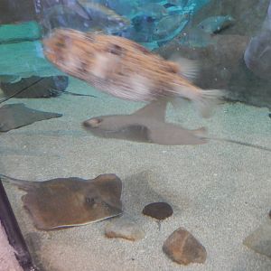 8/6/2015 - Shallows & Shores