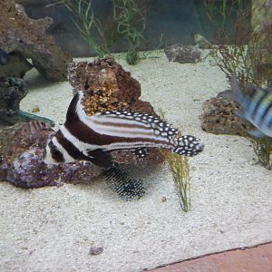 8/6/2015 - Spotted Drum