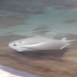 8/6/2015 - Cownose Ray