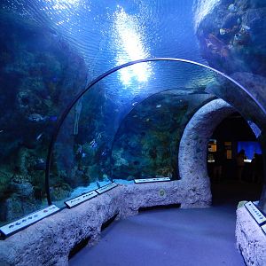 8/6/2015 - Pacific Coral Reef