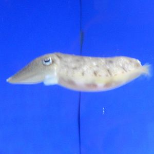 8/6/2015 - Cuttlefish