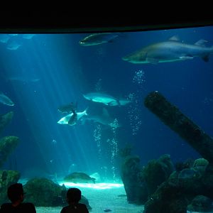 8/6/2015 - Shark Tank