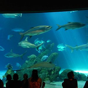 8/6/2015 - Shark Tank