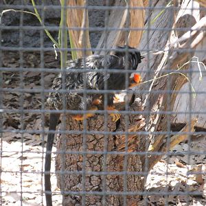 red handed tamarin africam safari