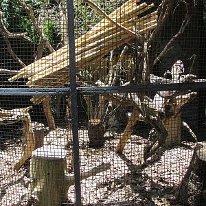 red handed tamarin exhibit africam safari