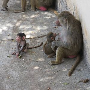 hamadryas baboon africam safari