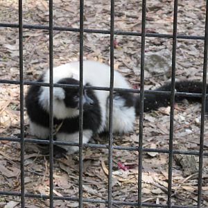 ruffed lemur africam safari