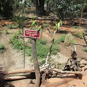 austrialian aviary africam safari