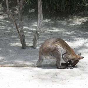 bennet`s wallaby africam safari