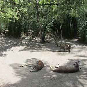 bennet`s wallaby and red kangaroos africam safari