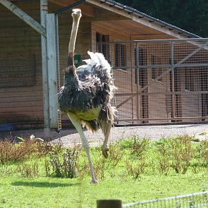 Red-necked Ostrich