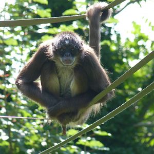 Brown Spider Monkey, August 2015