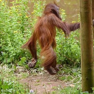 Bornean Orangutan, August 2015