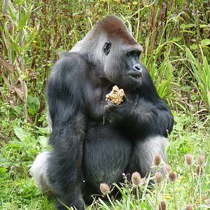 Gorilla, Pertinax, August 2015