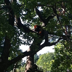 red panda in tree