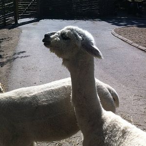 Alpaca in walk through petting zoo area