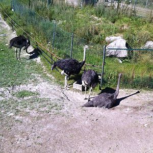 Ostriches