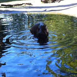 Pygmy hippopotamus
