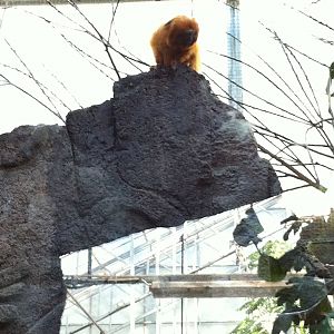 Golden lion tamarin