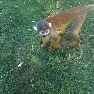 Black-capped squirrel monkey