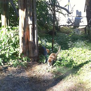 Lac Alaotra bamboo lemur