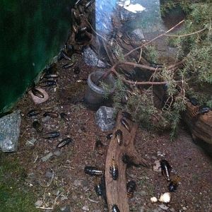 Madagascar hissing cockroaches