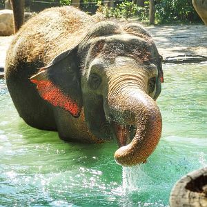 Aug. 2015 - Elephant Reserve - Schottzie