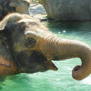 Aug. 2015 - Elephant Reserve - Schottzie