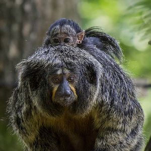 Newborn white-faced saki