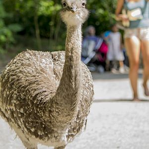 Darwin's rhea on the visitor path