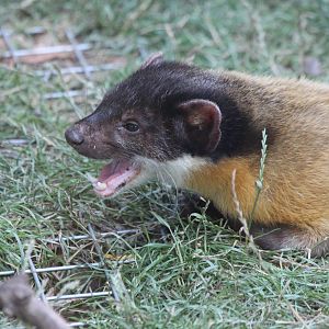 Yellow-throated Marten