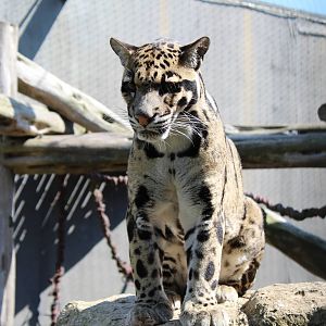 Clouded Leopard