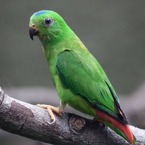 Blue-Crowned Hanging Parrot - 18/07/2015