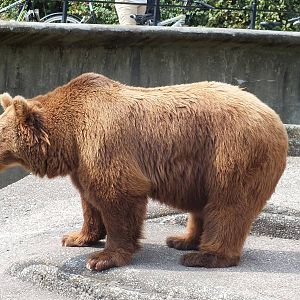 European Brown Bear