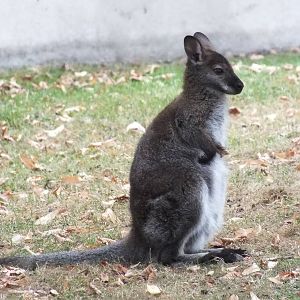 Bennett's Wallaby