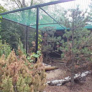 New Western Capercaillie Enclosure
