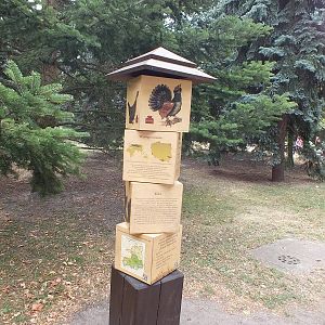 New Capercaillie Display