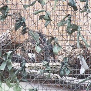 Are these Capercaillie chicks?