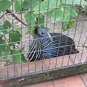 New Vulturine Guineafowl
