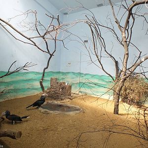 Enclosure for new Silvery-cheeked Hornbill Pair