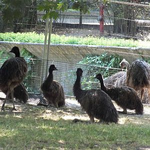 Lots of Emus