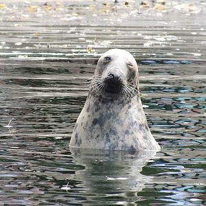 Grey Seal