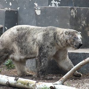 Dirty Polar Bear
