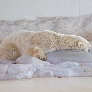 Polar bear refrigerator