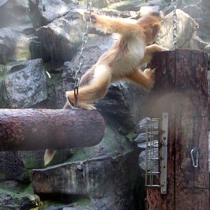 Snub-nosed monkey playing