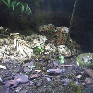 Frog exhibit