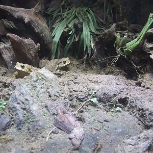 Frog exhibit