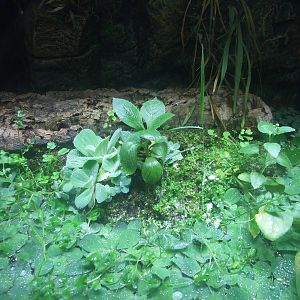 Frog exhibit