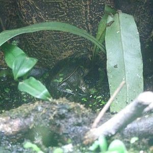 Frog exhibit